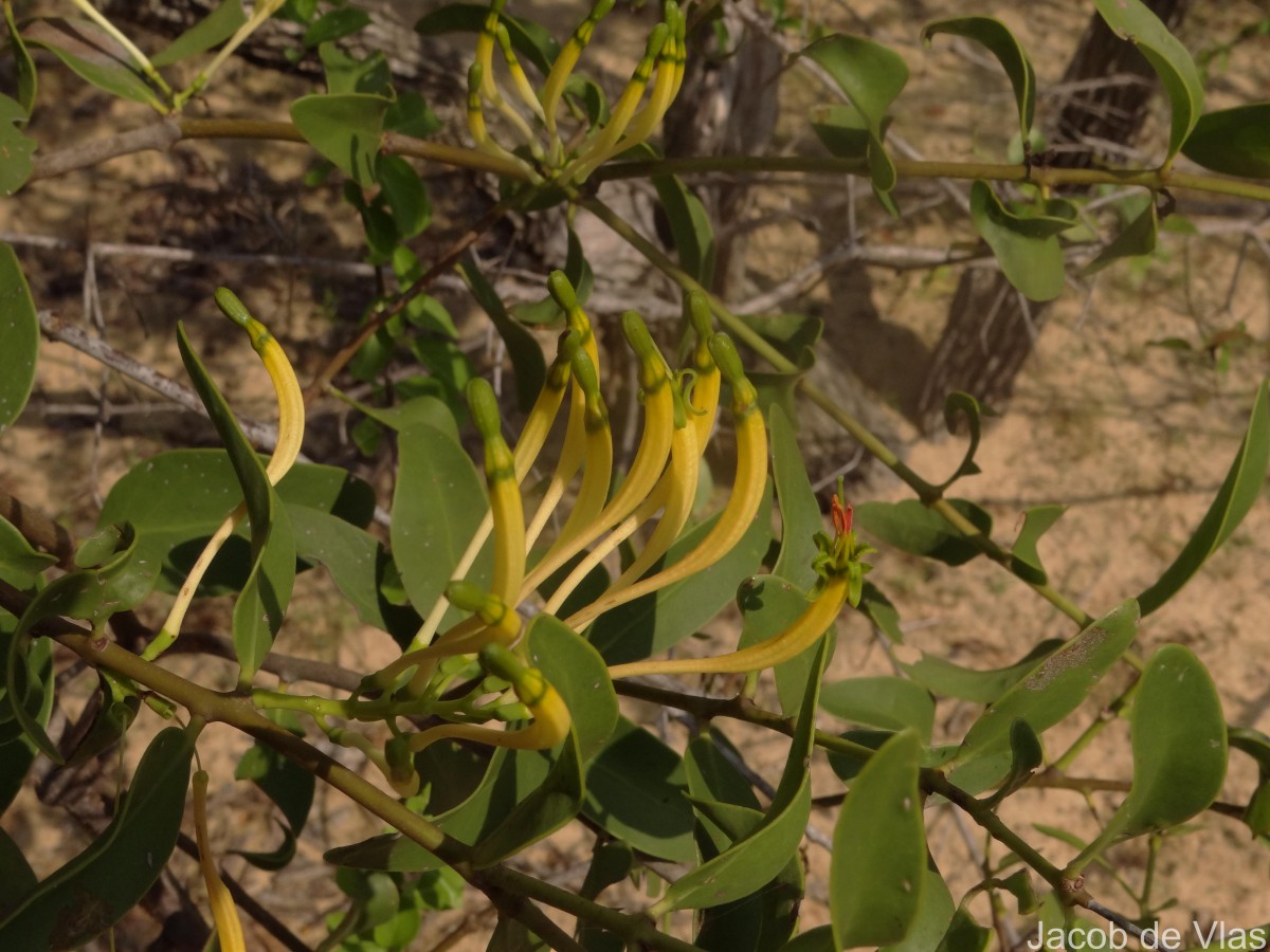 Dendrophthoe falcata (L.f.) Ettingsh.